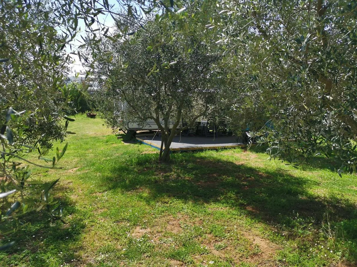 Campsite Large Camper In The Olive Grove Hotel Banjole